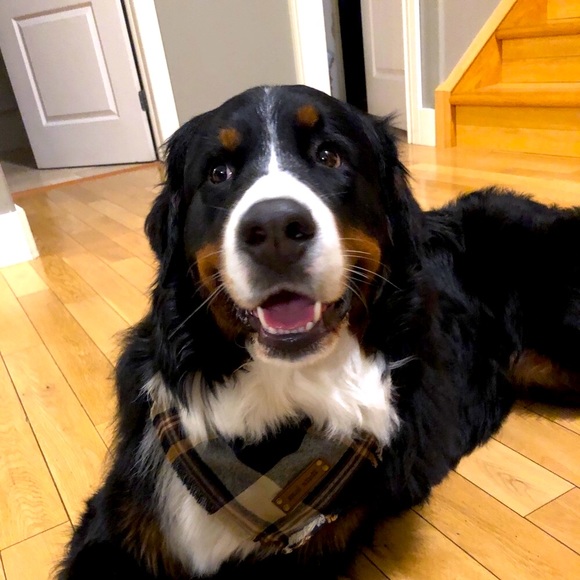 Meet your Posher, L - Picture 1 of 1